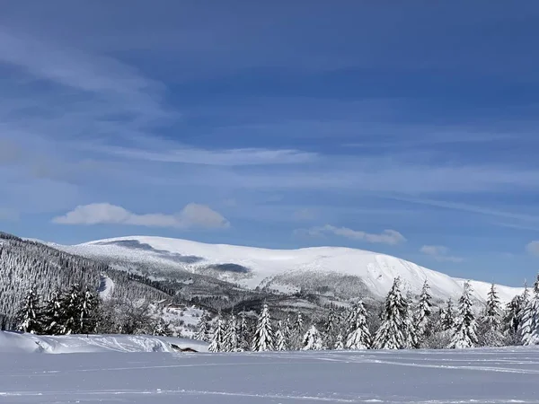 Splendida giornata ghiacciata a Krkonose, alberi coperti di neve bianca contro il paesaggio invernale . — Foto Stock