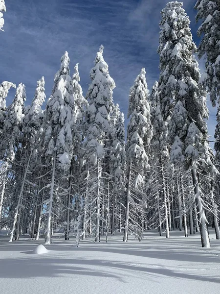 Paisagem de inverno. Floresta de coníferas coberta de neve com céu azul — Fotografia de Stock