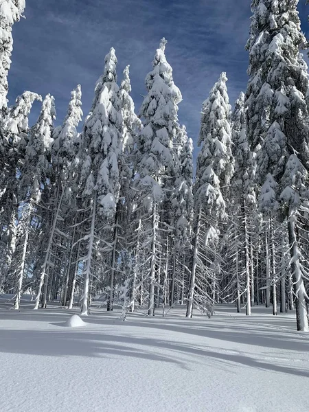 Paisagem de inverno. Floresta de coníferas coberta de neve com céu azul — Fotografia de Stock