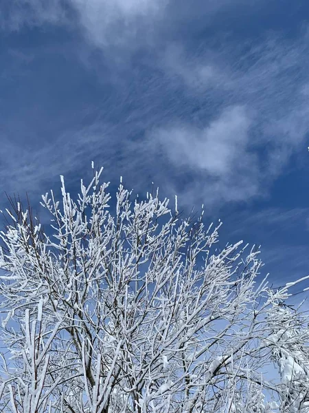 Geada em galhos de árvore no inverno céu azul com nuvens — Fotografia de Stock