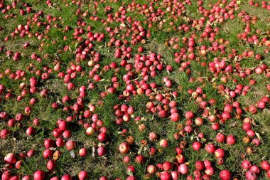 Yeşil çimenli kırmızı elmalar