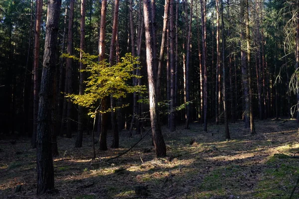 Zelené listy se sluncem v lese — Stock fotografie
