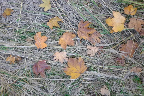 Bright colorfull autumn maple leaves on dry grass — Stock Photo, Image