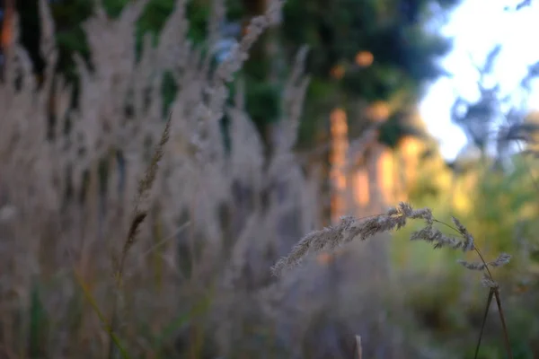 Detail van droog gras in het bos — Stockfoto