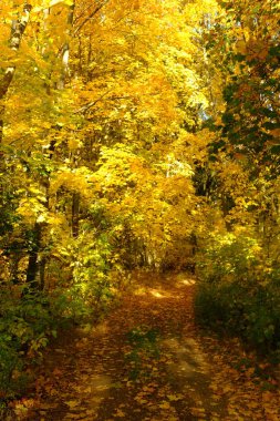 Ormanda güneş ışığı ve güneş ışınları ile Altın Sonbahar