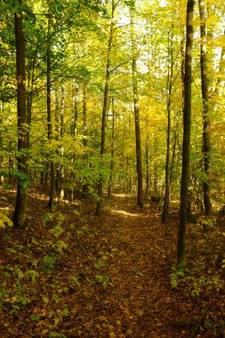 Ormanda güneş ışığı ve güneş ışınları ile Altın Sonbahar