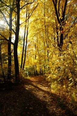 Ormanda güneş ışığı ve güneş ışınları ile Altın Sonbahar