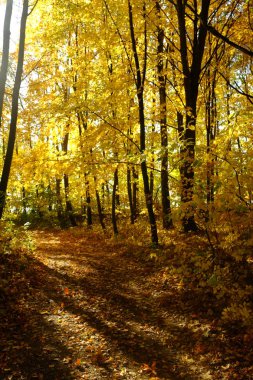 Ormanda güneş ışığı ve güneş ışınları ile Altın Sonbahar
