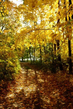 Ormanda güneş ışığı ve güneş ışınları ile Altın Sonbahar