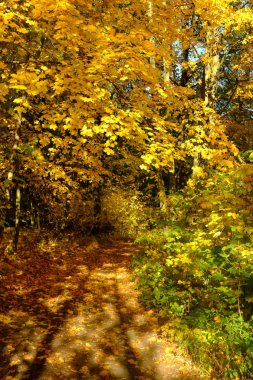 Ormanda güneş ışığı ve güneş ışınları ile Altın Sonbahar