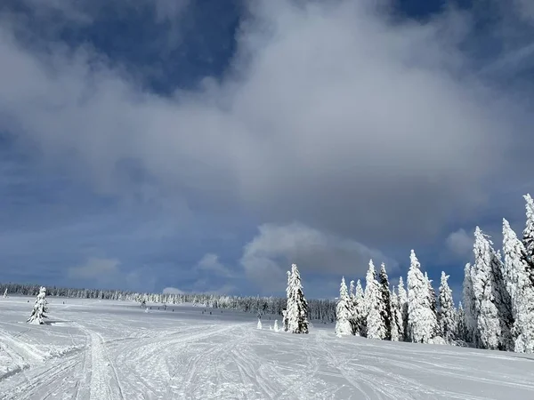 Hermoso día helado en Krkonose, árboles cubiertos de nieve blanca contra el paisaje invernal . —  Fotos de Stock