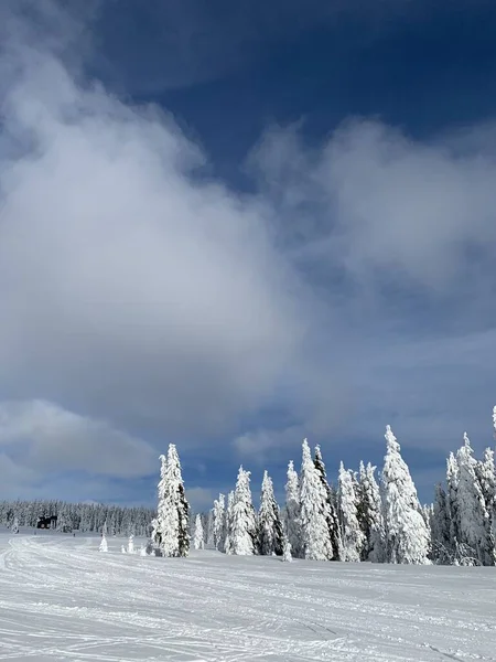 Hermoso día helado en Krkonose, árboles cubiertos de nieve blanca contra el paisaje invernal . —  Fotos de Stock