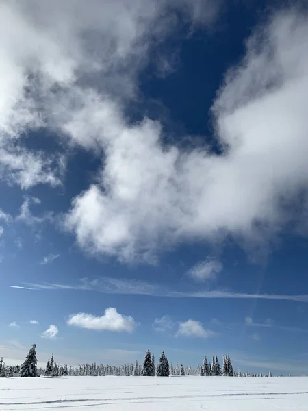 Krkonose の冷ややかな美しい日、冬の風景に対して白い雪で覆われた木々. — ストック写真