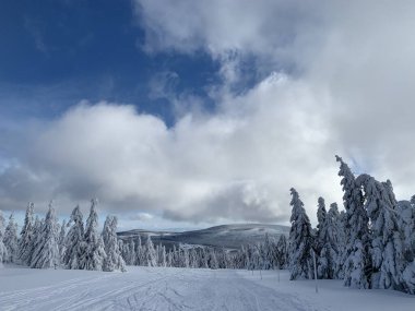 Krkonose 'de Frosty güzel bir gün, kış manzaraya karşı beyaz kar kaplı ağaçlar.