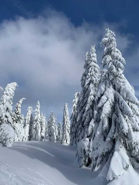 Krkonose 'de Frosty güzel bir gün, kış manzaraya karşı beyaz kar kaplı ağaçlar. — Stok fotoğraf