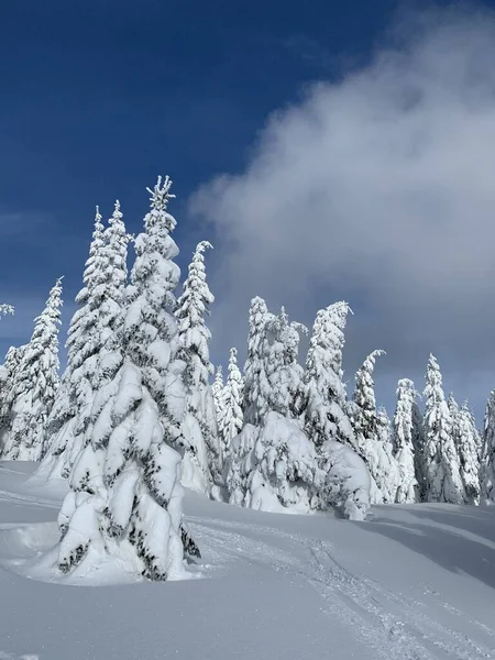 Dia lindo gelado em Krkonose, árvores cobertas de neve branca contra a paisagem de inverno . — Fotografia de Stock