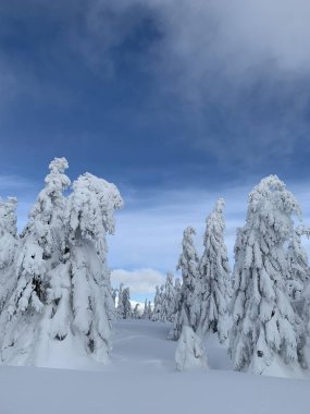 Krkonose 'de Frosty güzel bir gün, kış manzaraya karşı beyaz kar kaplı ağaçlar.