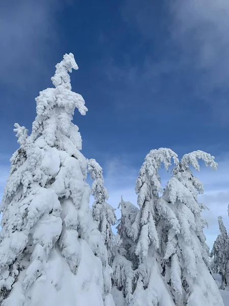 Fagyos szép nap a Krkonose, fákkal borított fehér hó ellen, a téli táj. — Stock Fotó