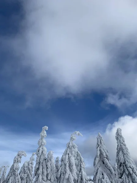 Krkonose の冷ややかな美しい日、冬の風景に対して白い雪で覆われた木々. — ストック写真