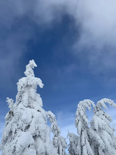 Hermoso día helado en Krkonose, árboles cubiertos de nieve blanca contra el paisaje invernal . —  Fotos de Stock