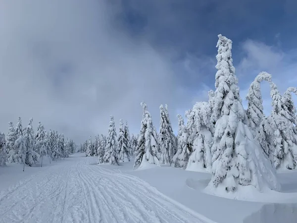 Krkonose の冷ややかな美しい日、冬の風景に対して白い雪で覆われた木々. — ストック写真