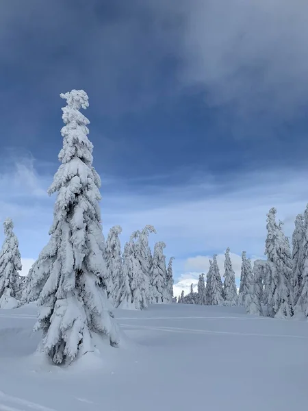 Hermoso día helado en Krkonose, árboles cubiertos de nieve blanca contra el paisaje invernal . —  Fotos de Stock