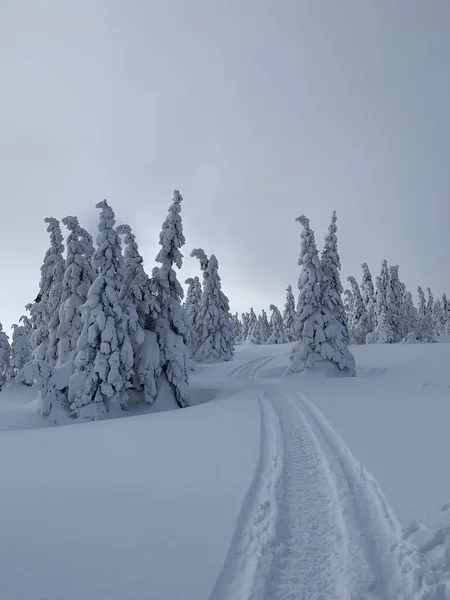 Frostig schöner Tag im Riesengebirge, schneebedeckte Bäume gegen die Winterlandschaft. — Stockfoto