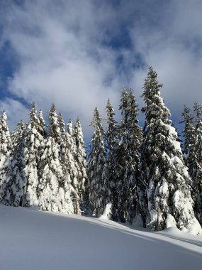 Krkonose 'de Frosty güzel bir gün, kış manzaraya karşı beyaz kar kaplı ağaçlar.