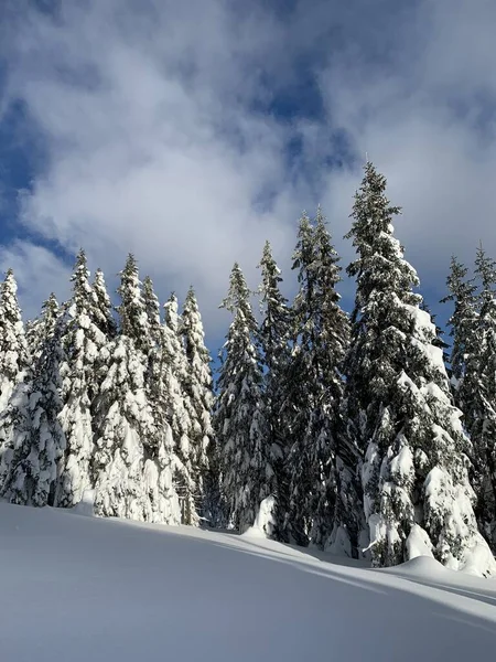 Krkonose の冷ややかな美しい日、冬の風景に対して白い雪で覆われた木々. — ストック写真