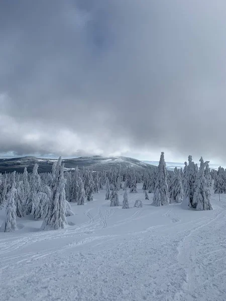 Ijzig mooie dag in Krkonose, bomen bedekt met witte sneeuw tegen het winterlandschap. — Stockfoto