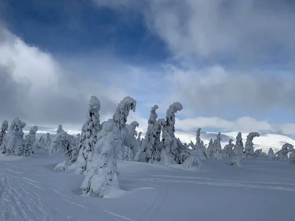 Frostig vacker dag i krkonose, träd täckta med vit snö mot vinter landskapet. — Stockfoto