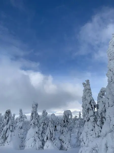 Dia lindo gelado em Krkonose, árvores cobertas de neve branca contra a paisagem de inverno . — Fotografia de Stock