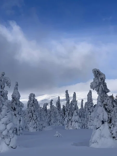 Frostig schöner Tag im Riesengebirge, schneebedeckte Bäume gegen die Winterlandschaft. — Stockfoto
