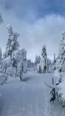 Yüksek dağlar arasında bir soğuk güzel gün büyülü kış manzara karşı beyaz kabarık kar kaplı büyülü ağaçlar vardır. Turistler için manzara. Taze karda kayak parkurları