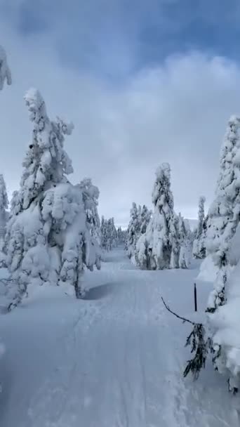 在高山间寒冷美丽的日子里 有神奇的树木覆盖着白色蓬松的雪 与神奇的冬季景观 游客的风景 在新鲜的雪地上有滑雪道 — 图库视频影像