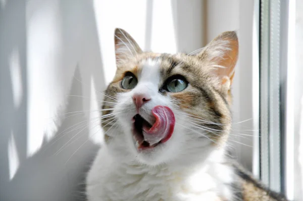funny cute cat with the tongue