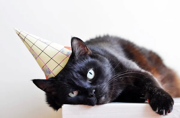 birthday cat with a hat