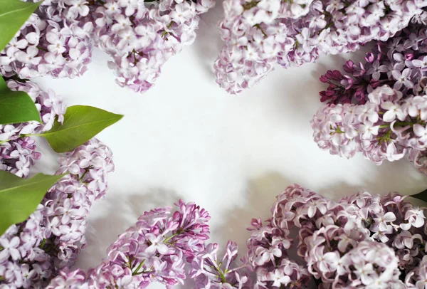 White Background Lilak Flowers Sides — Stock Photo, Image