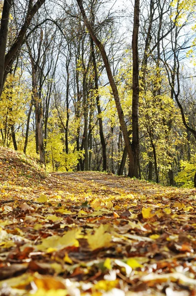 gold autumn in park in Vitebsk (Belarus)