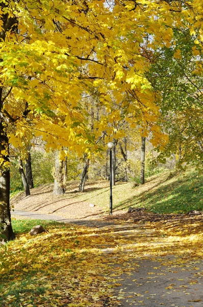 gold autumn in park in Vitebsk (Belarus)