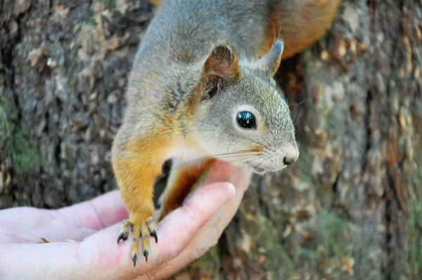 Niedliches Kleines Eichhörnchen Auf Dem Baum — Stockfoto