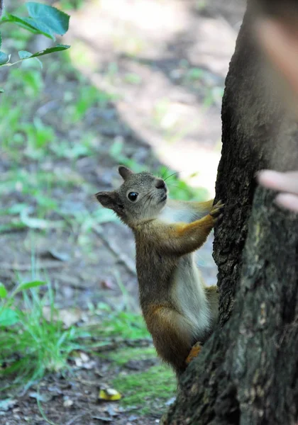 Linda Ardilla Árbol — Foto de Stock