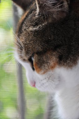 pencerenin yanında sevimli kedi