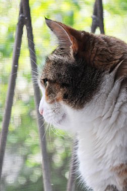 pencerenin yanında sevimli kedi