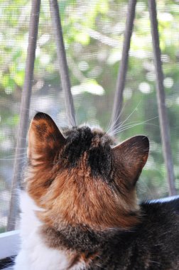 pencerenin yanında sevimli kedi