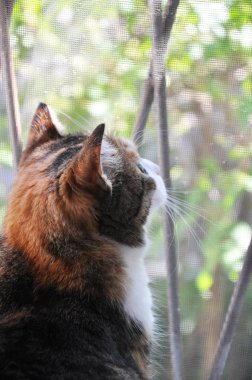 pencerenin yanında sevimli kedi