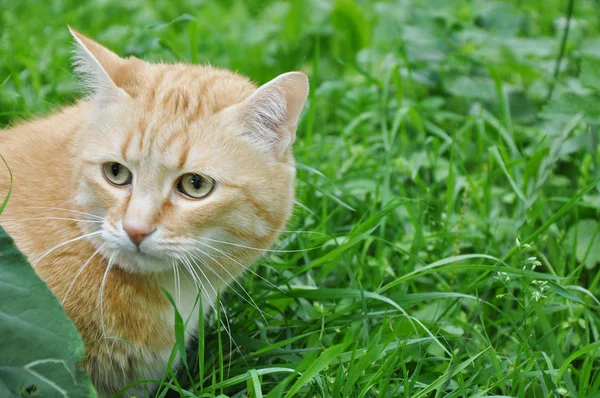 orange cat in green grass