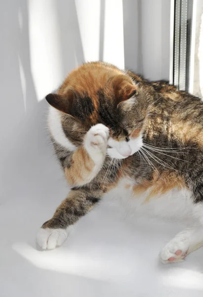 cute cat washing his face