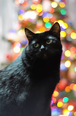 bokeh Noel arka plan üzerinde siyah kedi