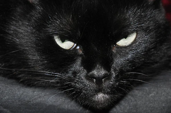 Красивая Загадочная Черная Кошка — стоковое фото